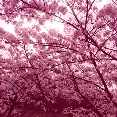 Profile image of 밥풀