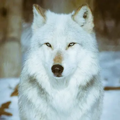 Profile image of 하니