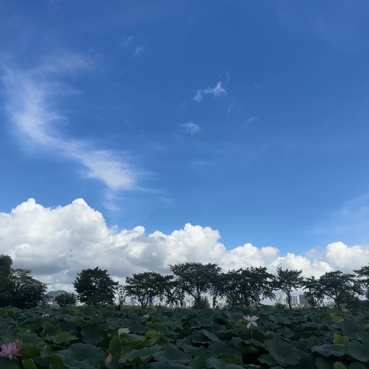 픽셀리