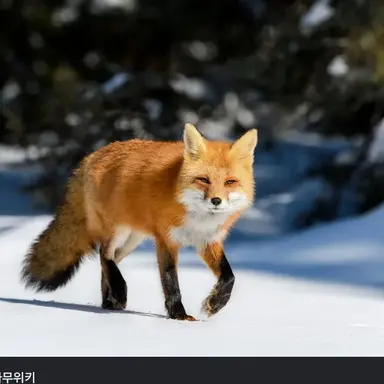 Profile image of 여우