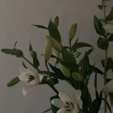 Profile image of 이여우