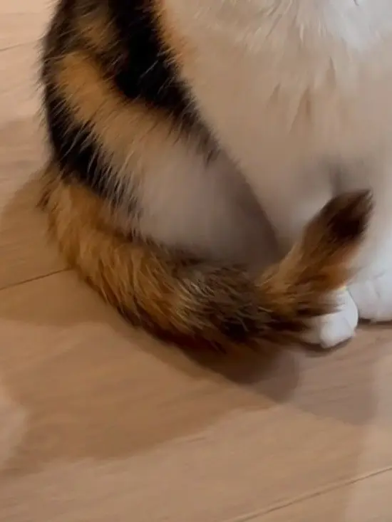 ThrowingStar의 六はの猫ちゃん