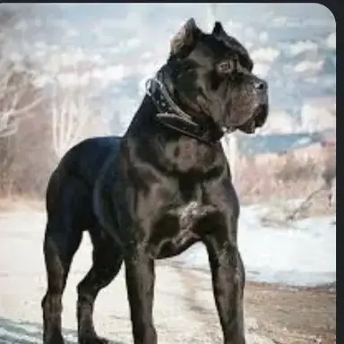 Profile image of Rocco