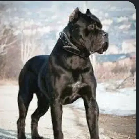 EvilThigh4363의 Dog Course