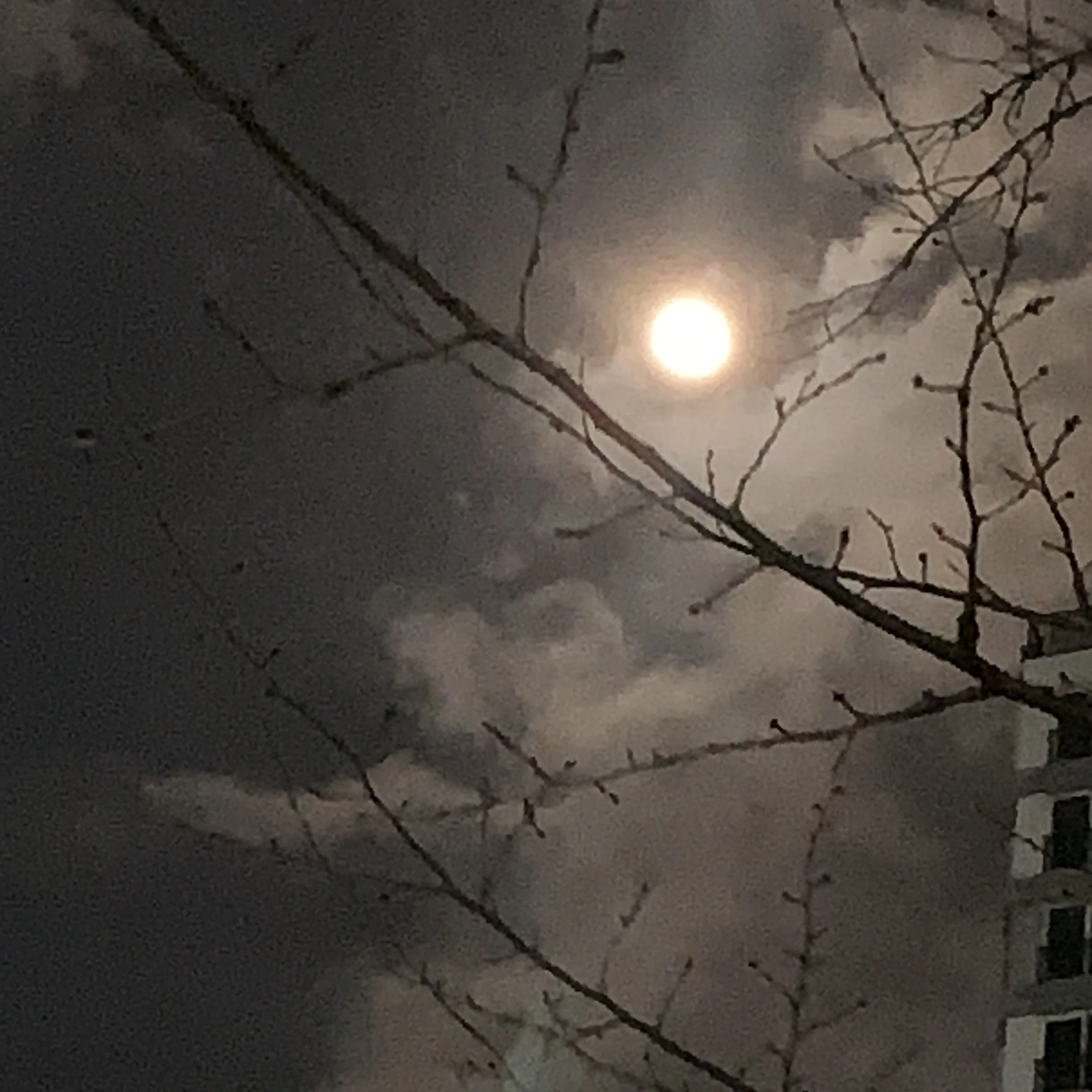 김여우