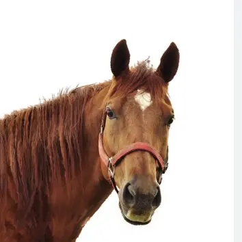 Profile image of 쟝 키르슈타인