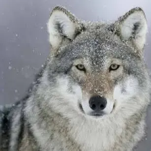 Profile image of 늑대