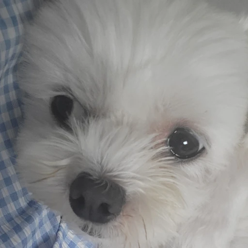 푸