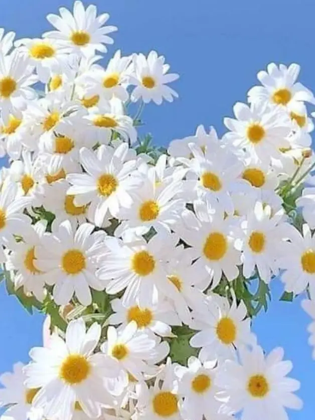 HSRD-Heptagram의 양아치의 동생이 귀여우면 생기는일