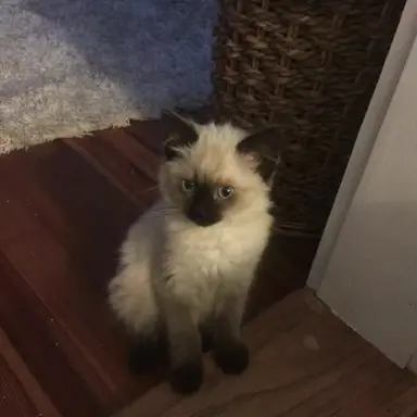 Profile image of Pixie