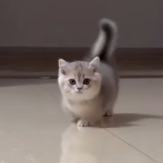새끼 고양이 대표 이미지