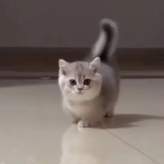 ConvexDaug033의 새끼 고양이