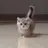 새끼 고양이