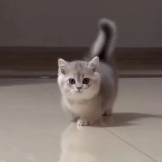 새끼 고양이