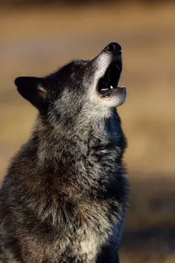 Profile image of Dean Winchester