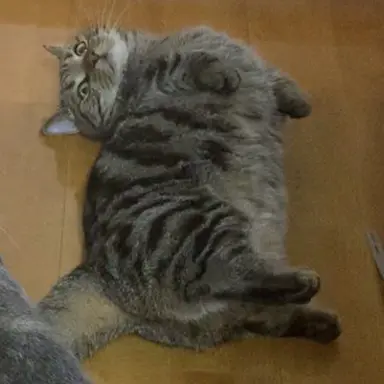 Profile image of 虎太郎