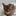 고양이