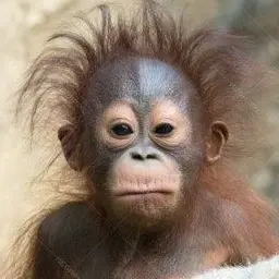 Profile image of 여우