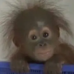 Profile image of 늑대