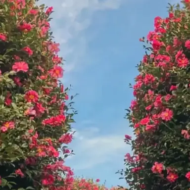 Profile image of 채원석