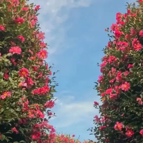 NastyPansy3938의 채원석