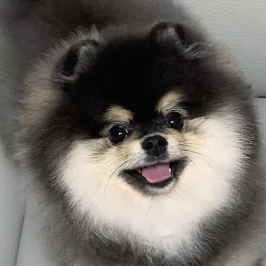 EvilUnau1683의 사춘기 온 몰리