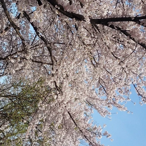 한여주