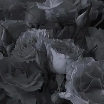 BreezyTail7544의 愛され