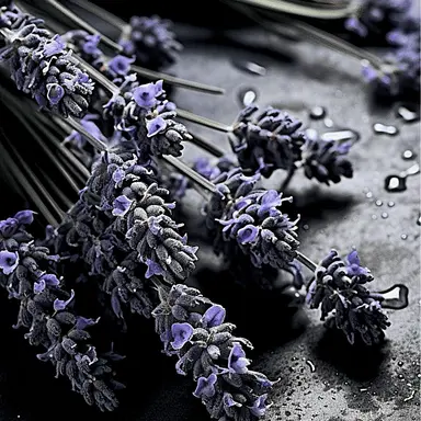 Profile image of 더플