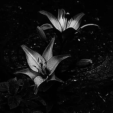 Profile image of 블랙