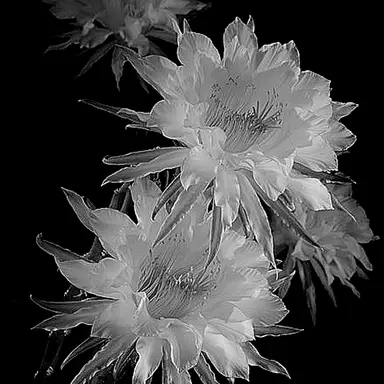 Profile image of 그레이