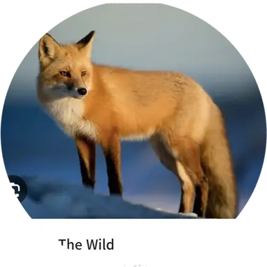 Profile image of 여우