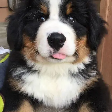 Profile image of Buster