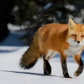 Profile image of 여우