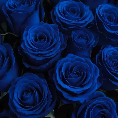 Profile image of 파이브