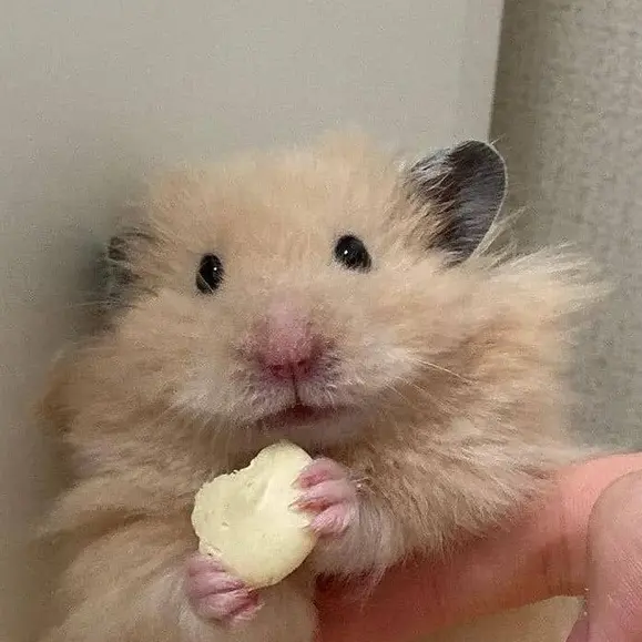 hamsterman의 햄스터