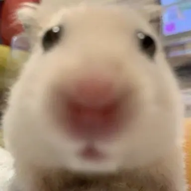 Profile image of 진또