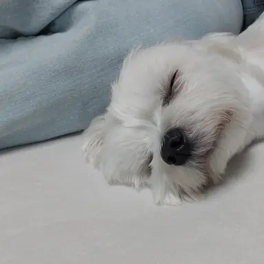 Profile image of 뜰팁