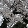Profile image of 伊黒　小芭内
