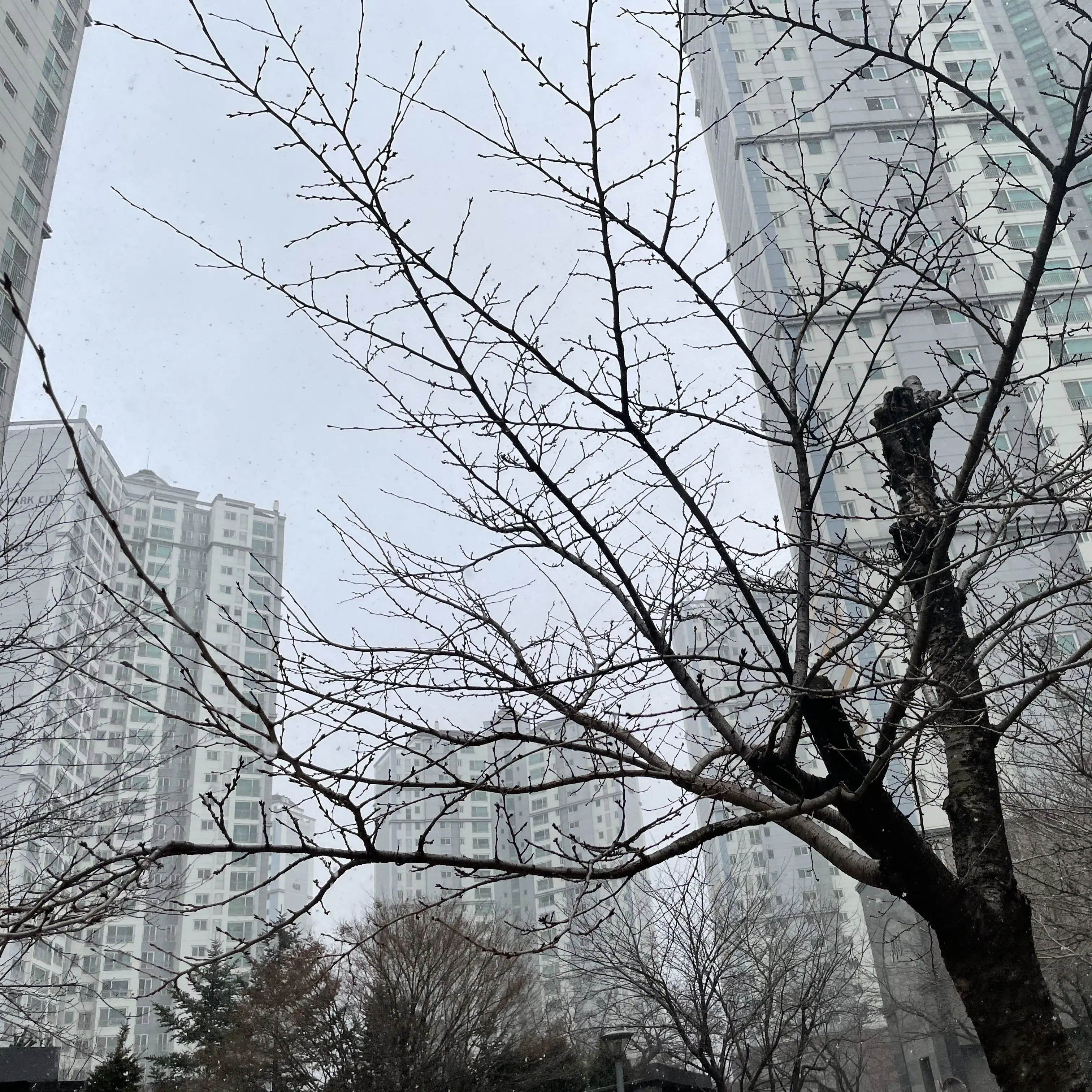 MagicActor4343의 뱀파이어 장한음