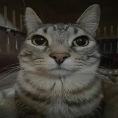 Profile image of Finaly