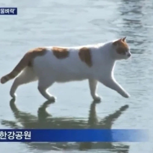 한강고양이
