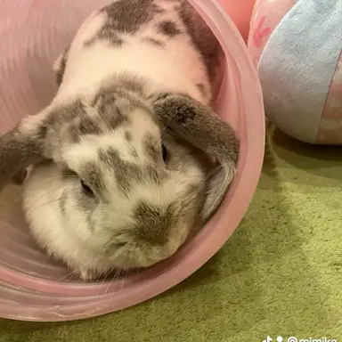 Profile image of さくみ