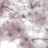 Profile image of Sakura