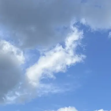 Profile image of マキスカタ