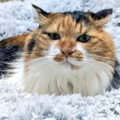 Profile image of ディス子