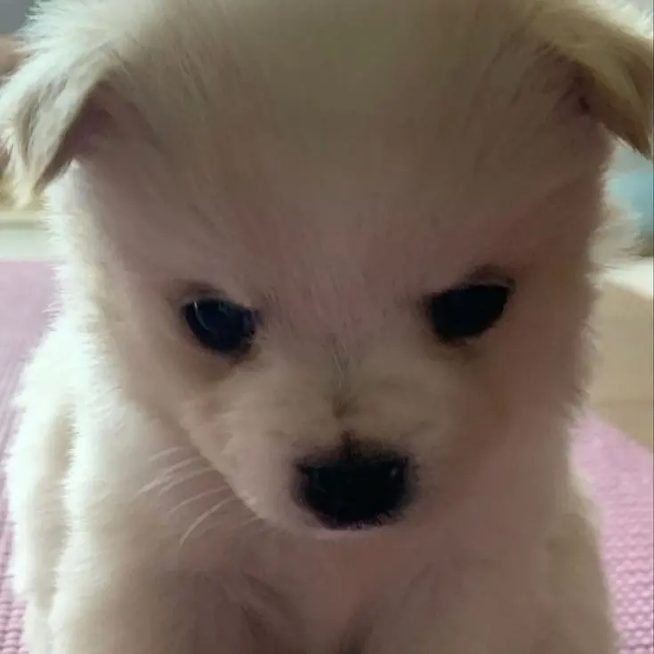 chiniprc의 규빈