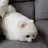 ポテくん
