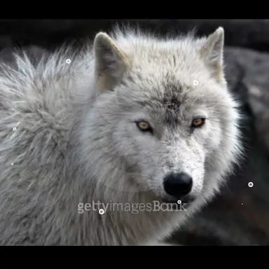 Profile image of 늑대