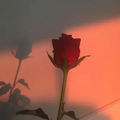 Profile image of 라더